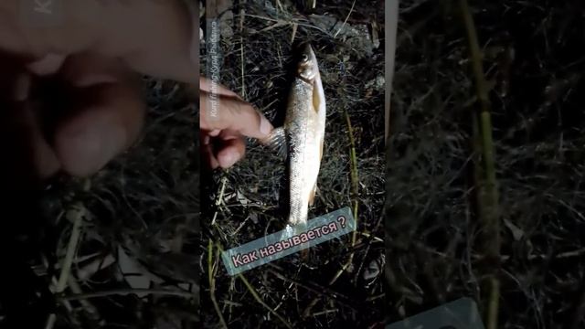 Как называется это Рыба?По нашему Зарда это значит Жолтый. #рыбалка #fishing #سمك #russia #kurdista смотреть онлайн