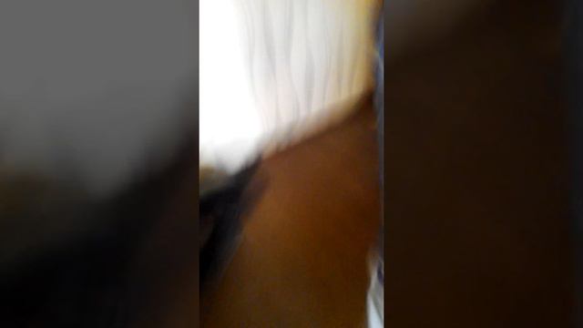 Меня поцарапала кошка смотреть онлайн