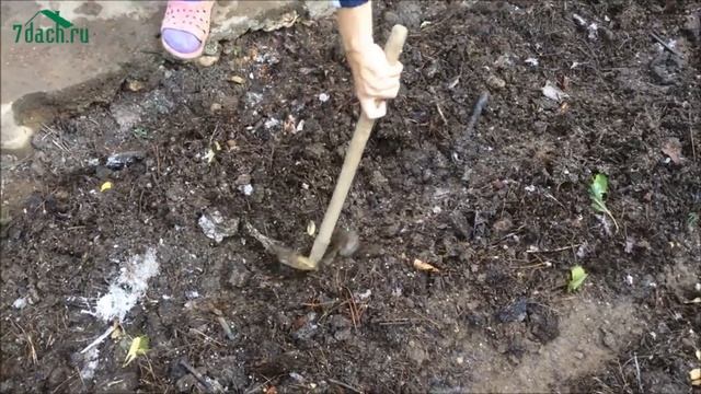 Посадка клубники (садовой земляники) на агроволокно - 7 дач смотреть онлайн