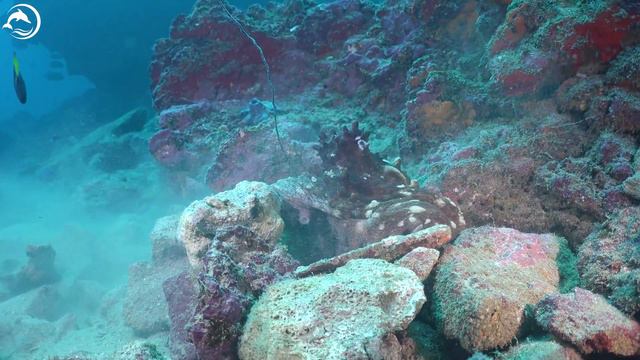 Colors of the Ocean 4K ULTRA HD 🐋- Coral Reefs and Colorful Sea Life - Relaxing Music смотреть онлайн