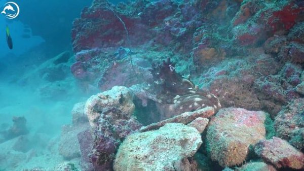 Colors of the Ocean 4K ULTRA HD 🐋- Coral Reefs and Colorful Sea Life - Relaxing Music