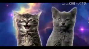 Топ 3 песни про котиков.