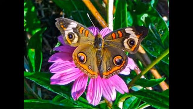 butterflies of the world, mundo de la mariposa, бабочка мир, papillons du monde смотреть онлайн