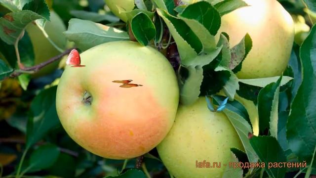 Яблоня карликовая Осеннее низкорослое ? обзор: как сажать, саженцы яблони Осеннее низкорослое смотреть онлайн