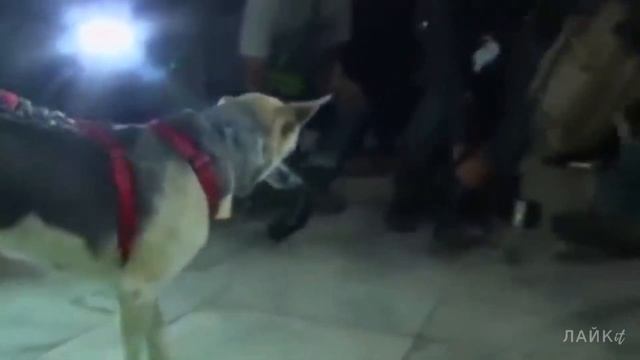 Умные животные спасли жизни людей. Собака - герой спасла жизнь девочке. Кот спасает малыша смотреть онлайн