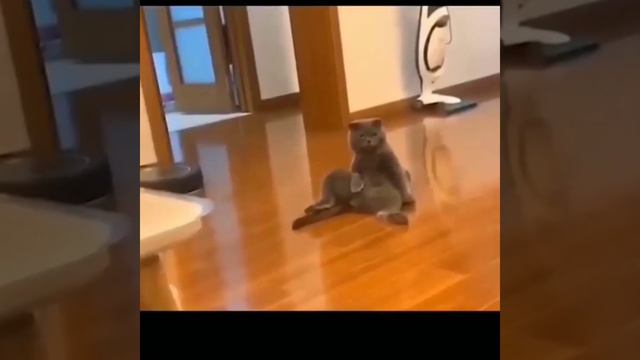 Милые и смешные, #животные, #кот, #собака, #приколы, #надияеременко, смотреть онлайн