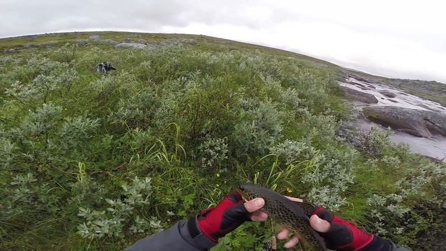 Рыбалка на Кольском. Ловля кумжи на вертушки и колебалки смотреть онлайн