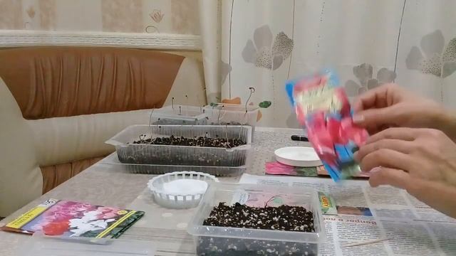 РЕЗУЛЬТАТ ВСХОЖЕСТИ СЕМЯН ЦИКЛАМЕНОВ.СНОВА САЖАЮ СЕМЕНА ЦИКЛАМЕНОВ. смотреть онлайн