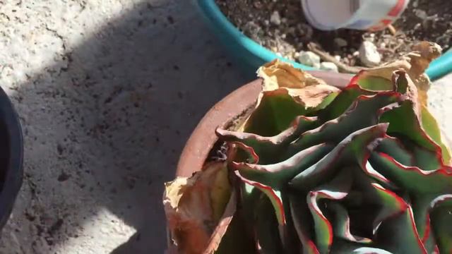 Echeveria subrigida transplante смотреть онлайн