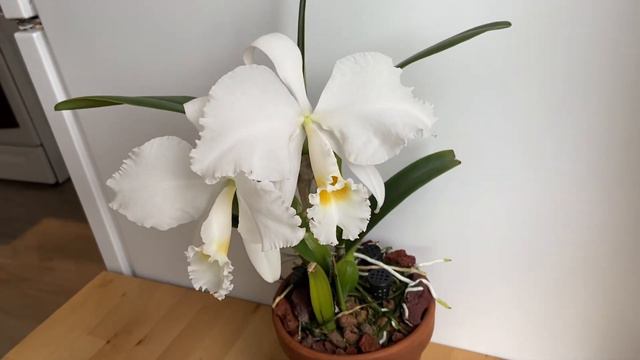 In Bloom: Cattleya Trianae Alba And Walkeriana