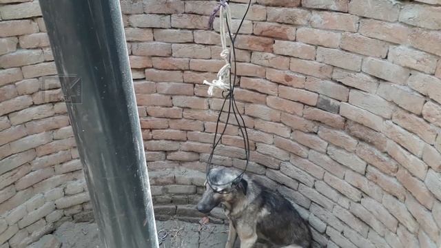 Dog Rescue from Deep Well !!! Dangerous Hope For rescue But We managed to get it alive смотреть онлайн