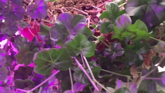 ?ПЕЛАРГОНИЯ? ❄️зимой❄️уход❄️ смотреть онлайн