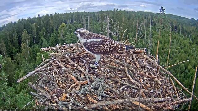 Kalakotkas2::Pandion Haliaetus - Goshawk Attack 2020-08-24