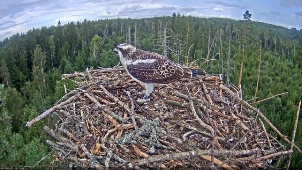 Kalakotkas2::Pandion haliaetus - Goshawk attack 2020-08-24