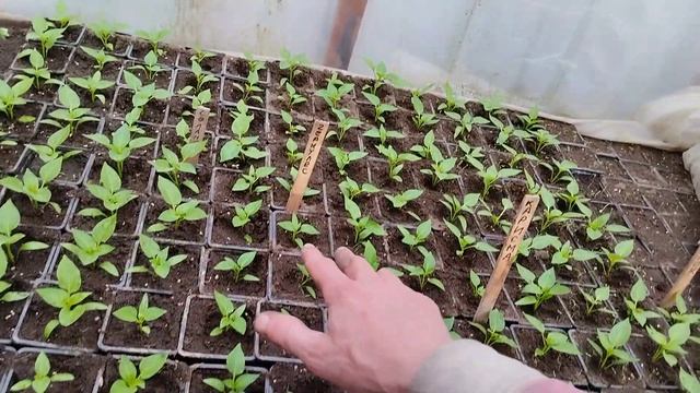 Ужасная всхожесть купленных семян перца Геркулес F1. Магазин Огородник Пинск. смотреть онлайн