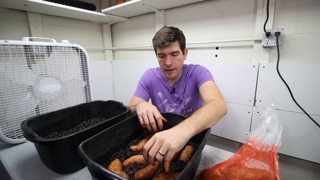 How to grow your own sweet potato slips, using store bought sweet potatoes! смотреть онлайн