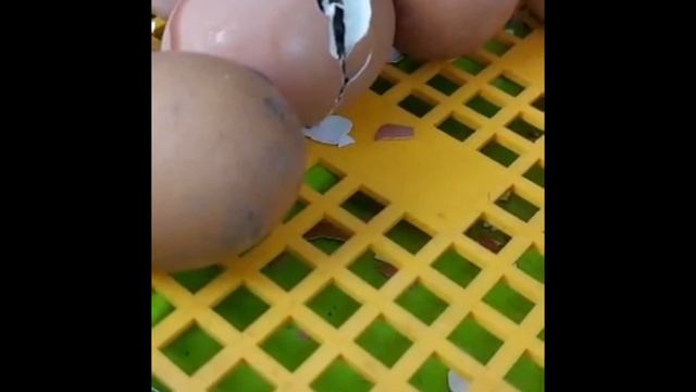 Инкубатор дома. Сельская жизнь в Болгарии. Рождение цыплят онлайн. Вылупились демоны!!! 7 февраля смотреть онлайн