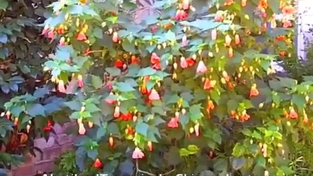 Abutilon Hybrids - Chinese Lantern