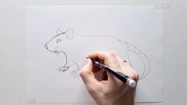 How to draw a rat step by step with a pencil easy смотреть онлайн