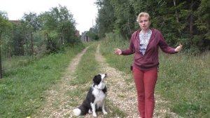 Выдержка при дрессировке собаки. Как обучить собаку выдержке. Как правильно дрессировать.