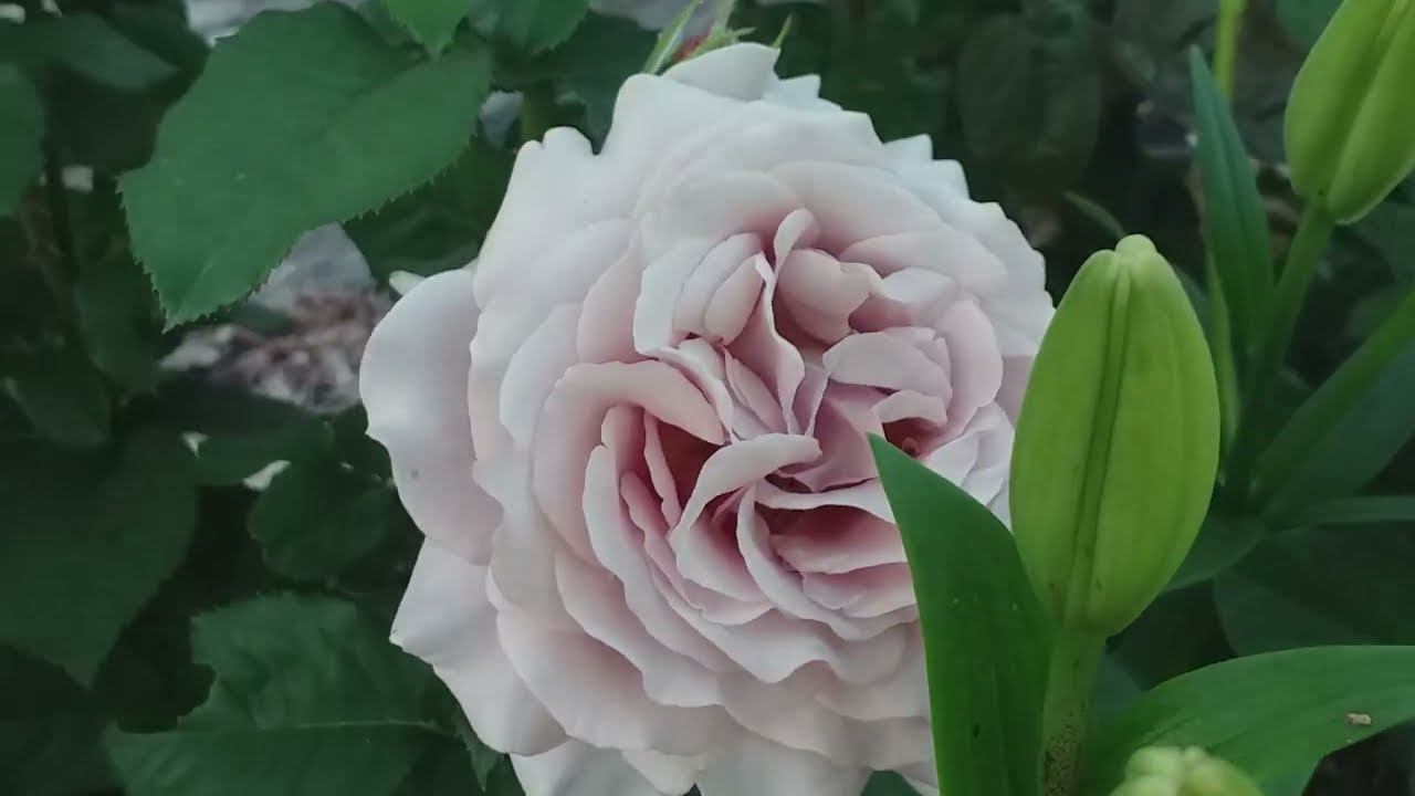 Розы в саду. ОРГАНИЗАЦИЯ РОЗАРИЕВ смотреть онлайн