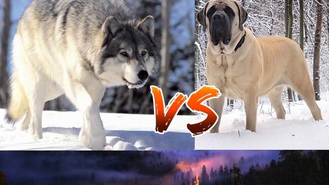 #Английский мастиф против серого волка//Animals Battle// смотреть онлайн
