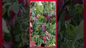 диплоидная слива'Аутум Гло'