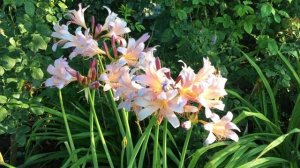 ЛИКОРИС -король сада в АВГУСТЕ. Ликорис чешуйчатый ..Выращивание и уход.. Lycoris