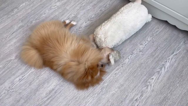 Мои повседневные будни. Мой питомец🐶 Жизнь в Южной Корее🇰🇷 смотреть онлайн