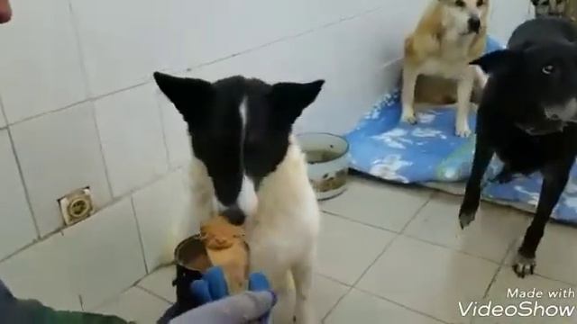 Домино хоспис.нояб17, Кожуховский приют смотреть онлайн