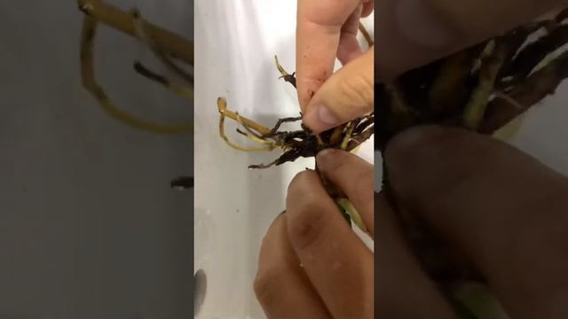 Можно ли держать алоэ в воде? - комнатные растения смотреть онлайн