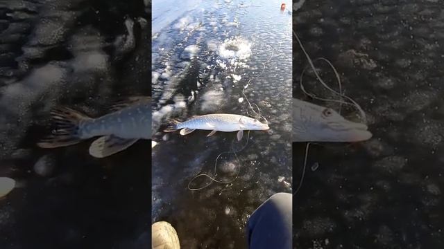 Щука на жерлицу смотреть онлайн