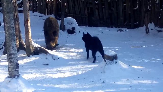 РЕЛ 10 месяцев. Первое знакомство со зверем. Притравка по кабану. смотреть онлайн