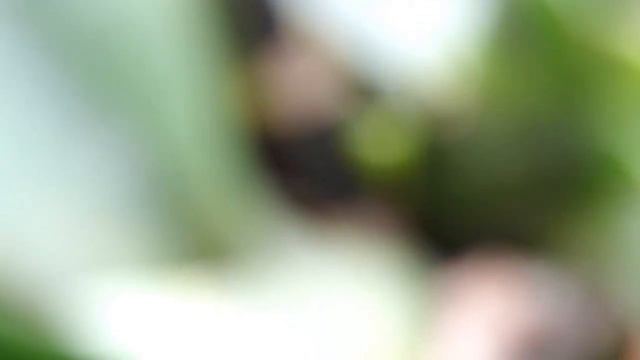 Изменения в орхидеях фаленопсисах после пересадки + реанимашка смотреть онлайн