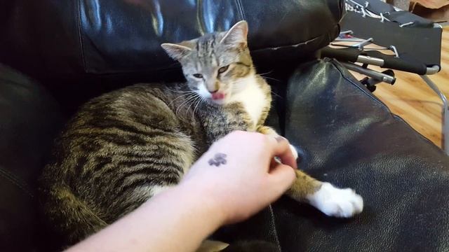 Cat Café Mad 5 смотреть онлайн