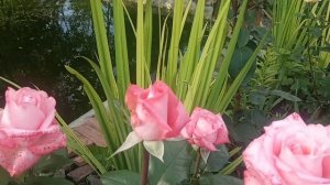 Роза ТИТАНИК.Милая,нежная,красивая