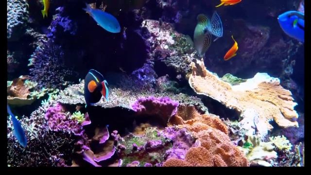 Relaxing Music For Stress Relief, Anxiety and Depressive States#Stress Reduction смотреть онлайн