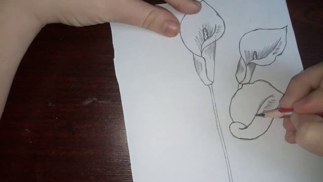 Как нарисовать букет калл простым карандашом. смотреть онлайн