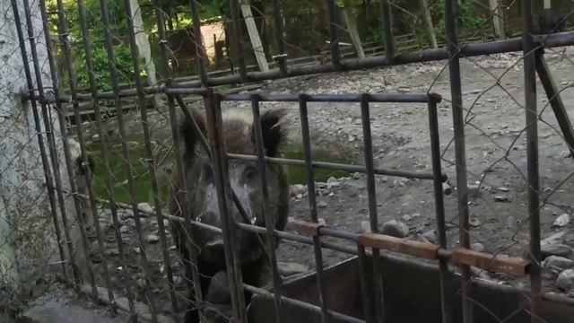 100 фактов - Тебердинский заповедник смотреть онлайн