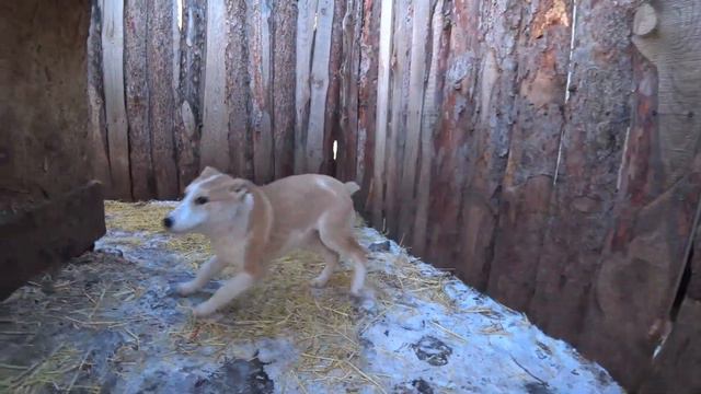 ЗАКУПКА ВАКЦИНЫ, ФАРША И РАЗДАЧА ВНИМАНИЯ НАШИМ ХВОСТИКАМ!! В ПРИЮТЕ ВСЕГДА МНОГО ДЕЛ! смотреть онлайн