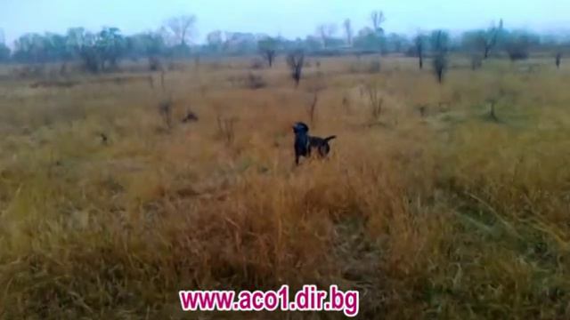 Дратхаар стойка смотреть онлайн