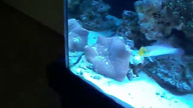 40gallon reef/fish tank смотреть онлайн