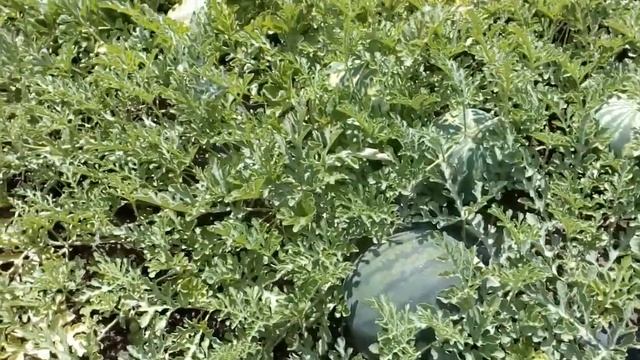 Арбузы на даче. смотреть онлайн