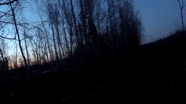 Глухариный ток в березовом лесу.