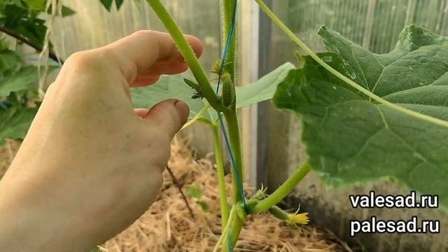 ФОРМИРОВКА ОГУРЦОВ ДЛЯ БОЛЬШОГО УРОЖАЯ. Как формировать огурцы в теплице смотреть онлайн