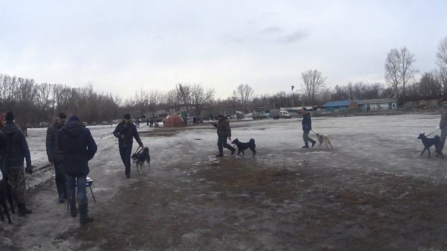Ринг сук ВСЛ 2 Кемеровская областная выставка охотничьих лаек 16 02 19г. смотреть онлайн