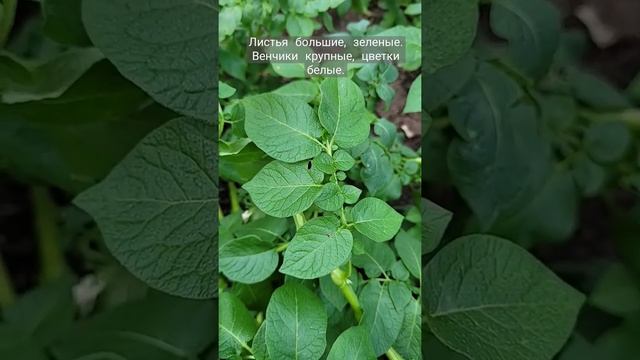Растение картофеля сорт Аризона. смотреть онлайн