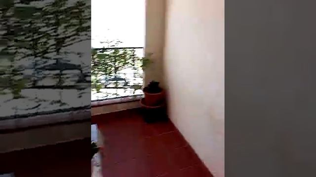 Cactus de navidad abriendo flor y mi terraza ( todas mis plantas). смотреть онлайн