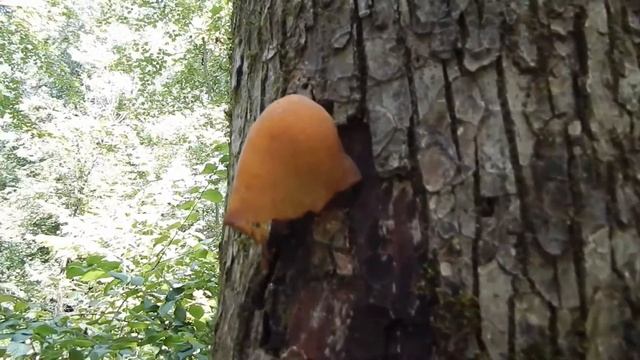 Auricularia Auricula-Judae смотреть онлайн