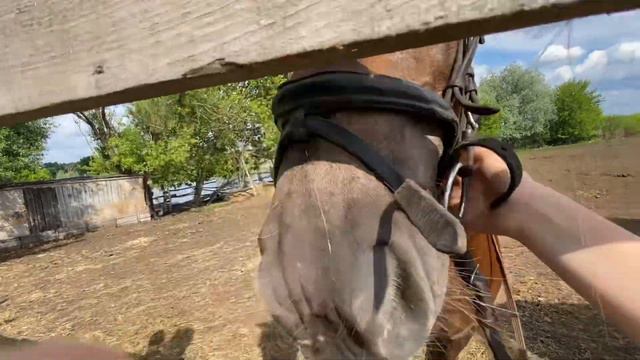 VLOG МАШИ И ЕВЫ!!! Прогулка на ЛОШАДЯХ🐴 смотреть онлайн